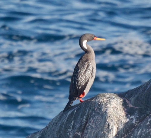 Red-legged Cormorant (Poikilocarbo gaimardi), photo 10