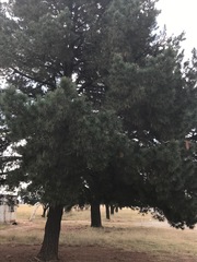 Pinus taeda
