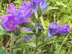 Echium vulgare