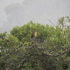 Grallaria quitensis