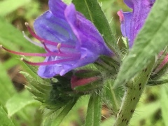 Echium vulgare