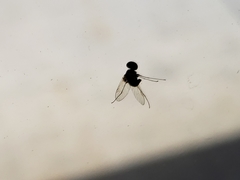Chrysopilus basilaris
