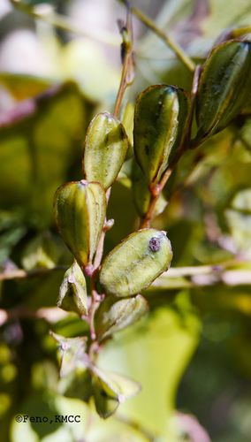 Dioscorea sambiranensis