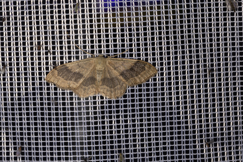 Riband Wave