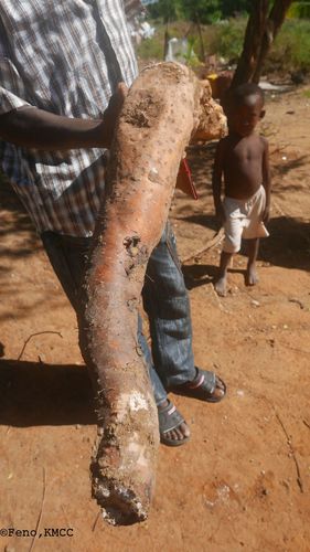 Dioscorea sambiranensis