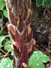 Orobanche hederae