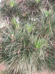Pinus taeda
