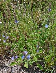 Verbena plicata