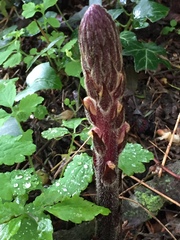 Orobanche hederae