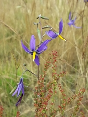 Conanthera bifolia