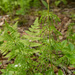 Wood Horsetail - Photo (c) Gordon Rattray, some rights reserved (CC BY-NC-SA), uploaded by Gordon Rattray