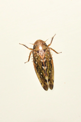 Xestocephalus
