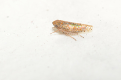 Mesamia
