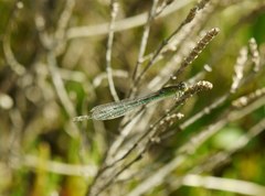 Ischnura pumilio