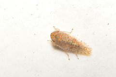 Mesamia