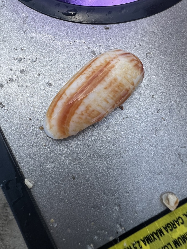 Oliva bifasciata from Royal Palm Island, Sunny Isles Beach, FL, US on ...