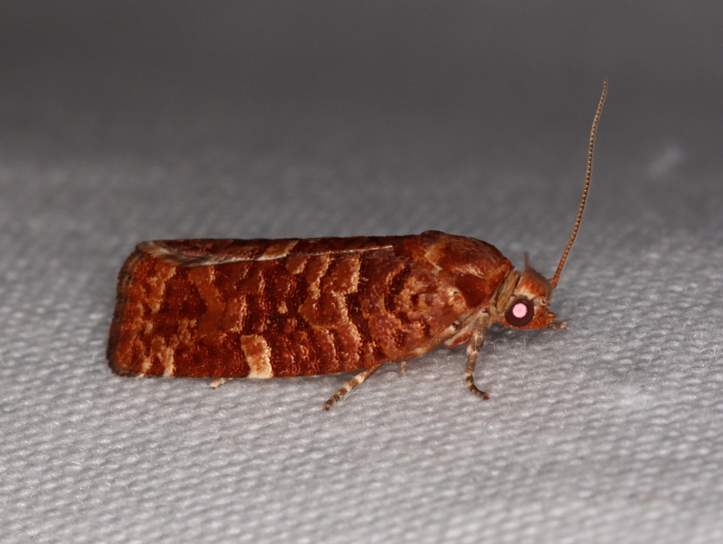 Jack Pine Budworm Moth
