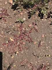 Chorizanthe polygonoides longispina