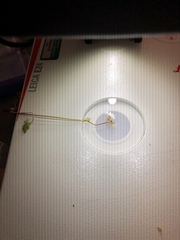 Lithophragma parviflorum