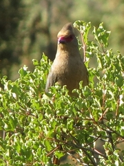 Urocolius indicus indicus