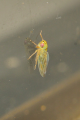 Macrosteles quadrilineatus