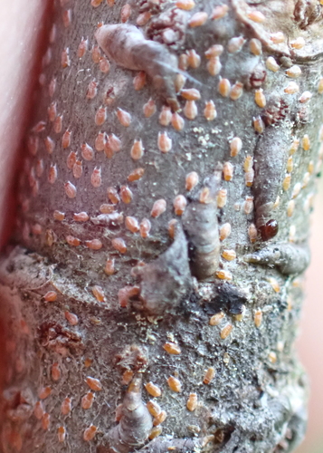 Oystershell Scale photo 3