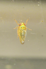 Macrosteles quadrilineatus