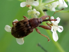 Anthonomus rectirostris