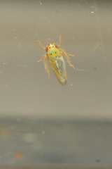 Macrosteles quadrilineatus
