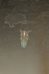 Xestocephalus