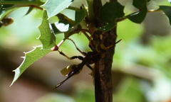 Polistes comanchus navajoe