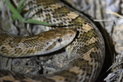Arizona elegans elegans