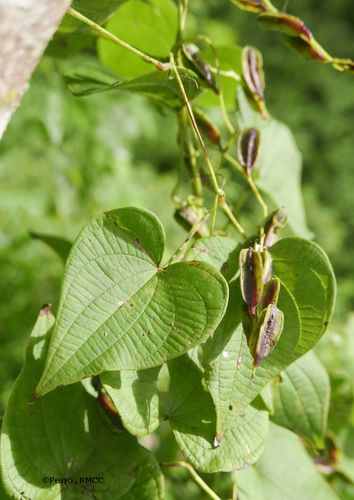 Dioscorea sambiranensis