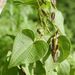 Dioscorea sambiranensis - Photo (c) feno,  זכויות יוצרים חלקיות (CC BY-NC), הועלה על ידי feno