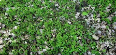 Glechoma hederacea