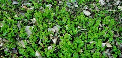 Glechoma hederacea