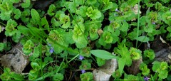 Glechoma hederacea