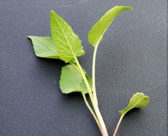 Campanula rapunculoides