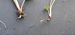 Campanula rapunculoides