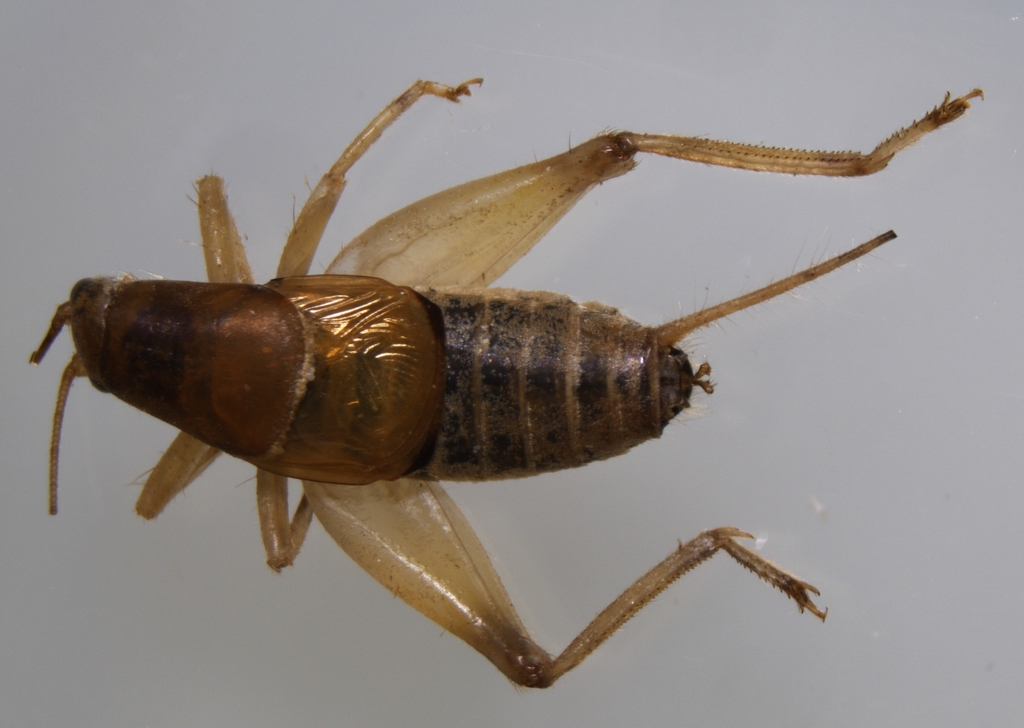 Ornebius novarae