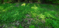 Campanula rapunculoides