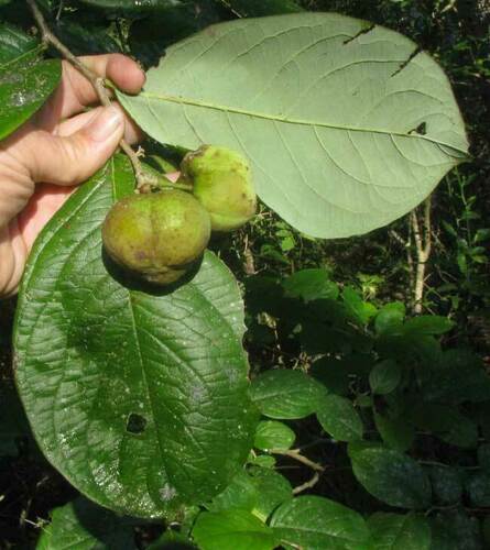 Phyllanthus grandifolius, photograph 2
