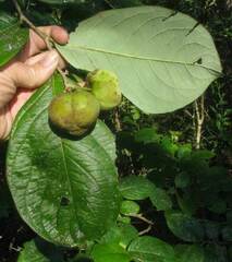 Phyllanthus grandifolius, photograph author not stated, no rights reserved