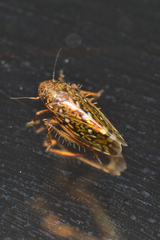 Xestocephalini