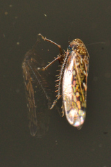 Xestocephalini