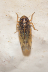 Xestocephalini