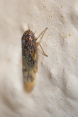 Xestocephalini