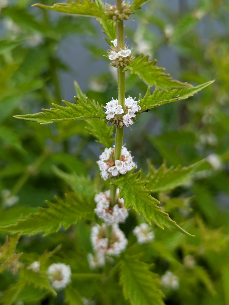 Menta de lobo