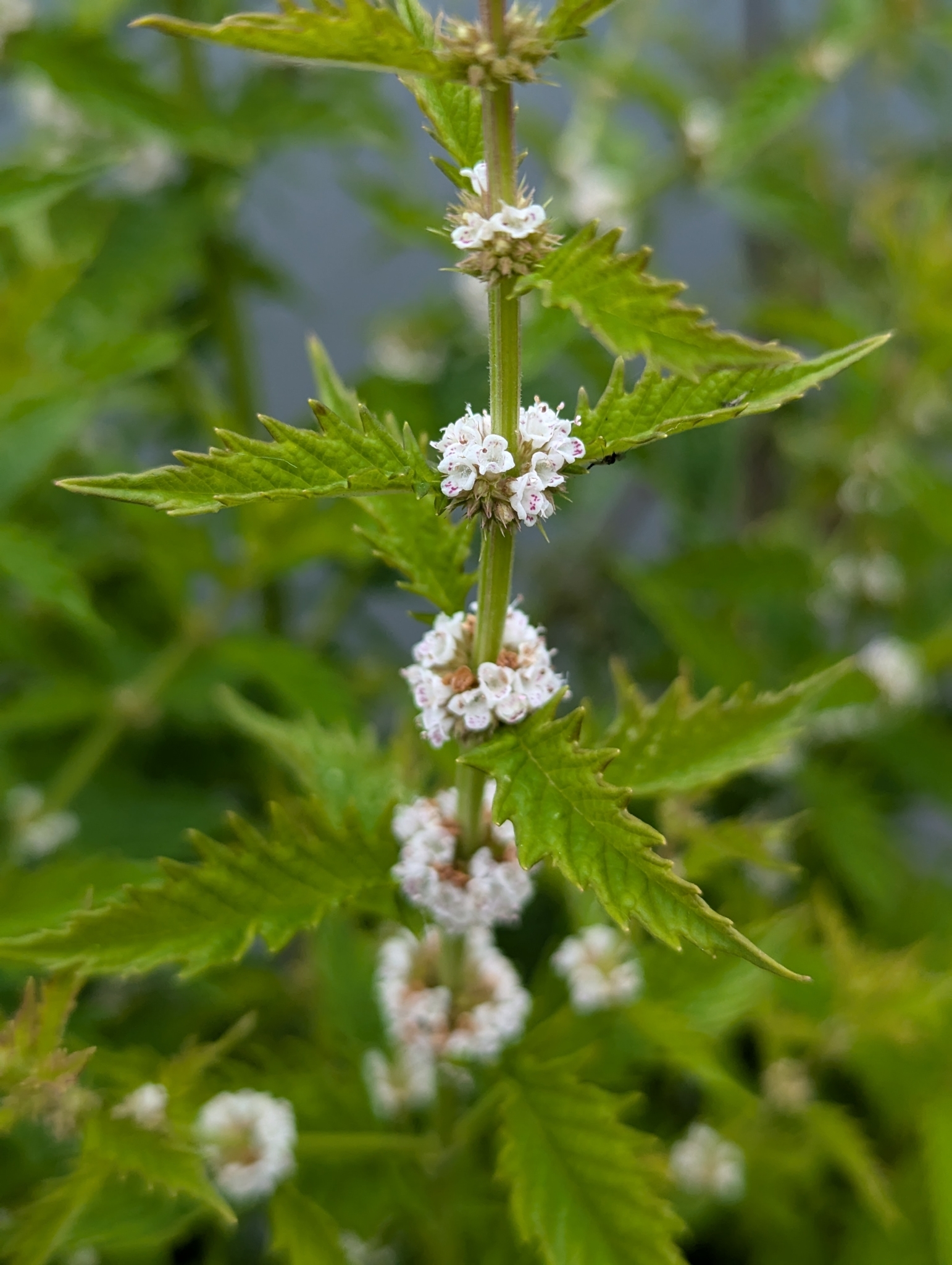 Lycopus europaeus