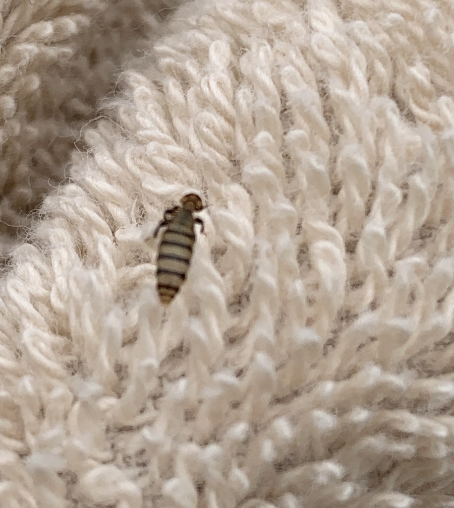 Piagetiella peralis